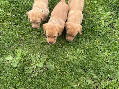 Purebred Award Winning IKC Registered Golden Labrador puppies *only 4 Left*